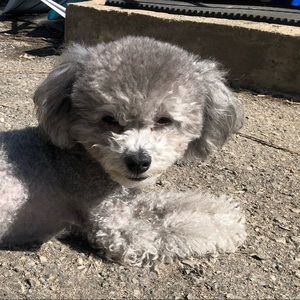 Meet your Posher, Alexandre